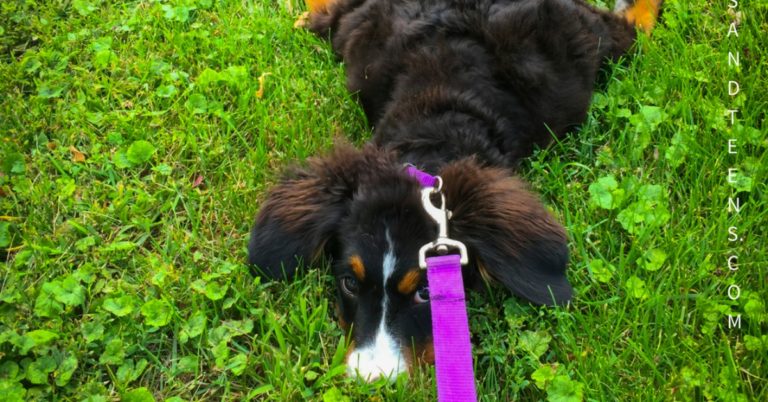 funny parenting tweens and teens